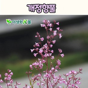 개정향풀(4치 포트) 희귀 여름야생화
