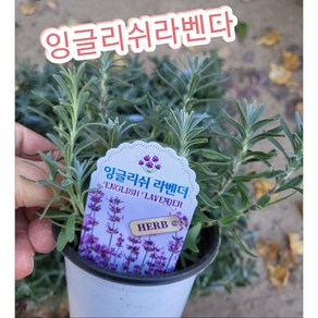 잉글리쉬라벤다/영국에서 가장 많이 식재되는 잉글리쉬 라벤더(English Lavende)입니다., 1개