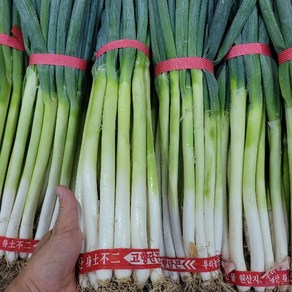 대파 국산 손질대파 1.8kg 내외 1단 야채맘, 1개