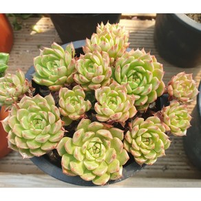 [수암다육] 올리비아 랜덤발송 Echeveria 'Tiny Burger' 다육 다육이 다육식물 476