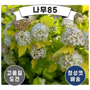 (나무85) 황금국수나무 (엔젤골드) 4치포트