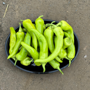 못난이 당조고추 2kg 산지직송! 주문즉시 출하, 당조고추 못난이(상), 1개