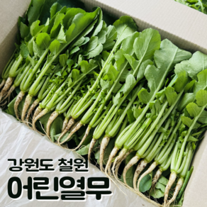 [달콤밥상 어린열무] 물 좋은 철원 산지직송 어린열무, 1박스, 2kg