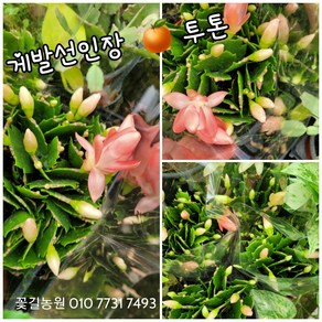 게발선인장 오렌지 0012 신상품22 10 30 랜덤 공기정화식물/미세먼지/공기정화효과 공기정화식물, 1개