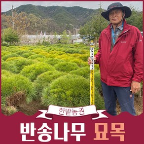 반송나무 묘목 60cm 80cm 1m 둥근소나무 조경수 상록수 정원수 울타리 화단가꾸기 원예 가드닝, 1개