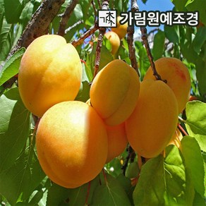 살구나무 왕살구 묘목 R4cm/R5cm 하코드 결실주 묘목 유실수 가림원예조경, R5cm결실주, 1개