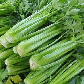 무농약 샐러리 3kg 5kg(산지직송), 1개, 샐러리 5kg
