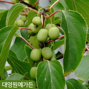 일세다래 키150cm흙분 결실주 자가수정 덩굴식물 다래나무, 키150cm 흙분 (포트/지주대제외), 1개