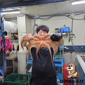 국내산 제수용 활 돌문어 1마리 특대문어, 1개, 2kg[1미]