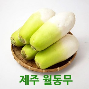 싱싱한 제주월동무5kg/10kg 세척무우 싱싱지오, 제주월동무10kg, 1개