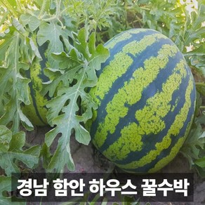 금메달농수산 농장직송 함안 겨울 하우스 수박, 1개, 수박 5kg 이상