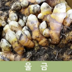 국산 생울금 5kg 1kg 두리반농산 - 울금차 울금가루 울금환, 생울금 5kg내외, 1개