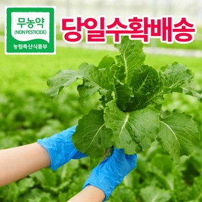 [헤이달다] 유러피안 샐러드(로메인 버터헤드 외 6-8종)