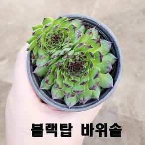 염좌 손가락선인장 부다템플 백단 바위솔 다육모음 작은나무 키우기쉬운 다육선인장, 블랙탑바위솔, 1개