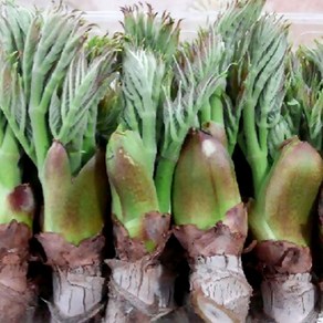[밋앤밀] 강원도 인제 산지직송 참두릅(산 재배) 500g, 1박스