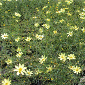 문빔 [4포트] (복남이네 야생화 모종 숙근 애기 코스모스 코레옵시스 coreopsis)