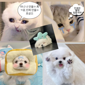 팬시 도무송 강아지 고양이 냥이 뽀무송 스쿱마켓 랜덤마켓 랜덤박스 아이브 덤 예쁜 프리쿠라