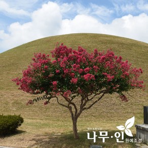 [나무인] 배롱나무 목백일홍 개화주 지름8cm 차량배송, 1개