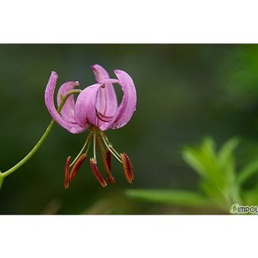 [평창][5포트]솔나리, 5개