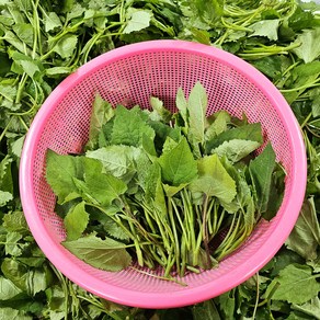 [오늘도산들해] 국내산 광양 산지직송 당일수확한 봄나물 취나물 생취나물, 1kg, 1개