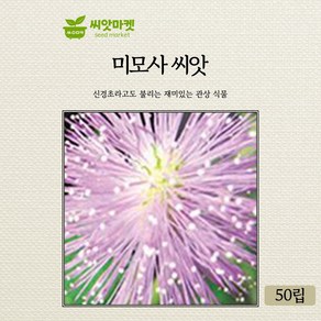 가든 미모사 꽃씨앗 50립 일년생 꽃씨 종자, 1개