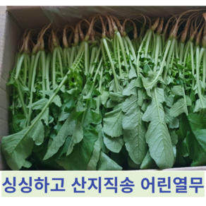 [국내산] 싱싱하고 아삭아삭 깔끔손질 농가직송 어린열무 열무 열무김치, 1개, 2kg