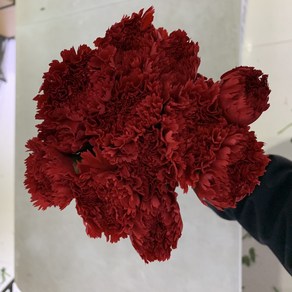 [사직생화] 카네이션 대륜 빨강 생화 한단20송이 (중국산)