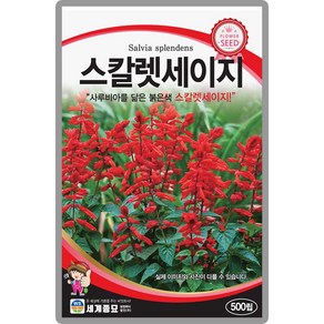 세계종묘 붉은색 스칼렛세이지 500립, 1개