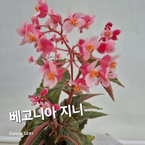 베고니아/지니, 3개, 지니/베고니아