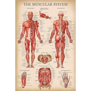 노 브랜드 빈티지 근육 시스템 해부학 차트 인간 포스터 LAMINATED, no fame