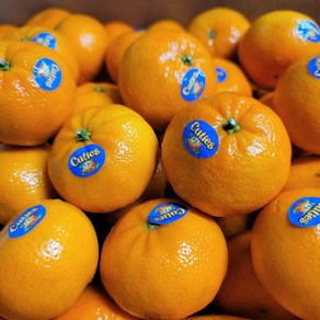 [당일발송 당일선별] 당도보장 미국산 만다린귤, 1개, 3kg(특등급)