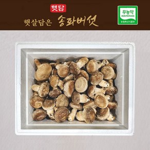 [3+1] 햇담송화버섯 가정형 500g 1kg 농협에 납품하는 무농약 이천 햇살가득담은 송고버섯, 1박스