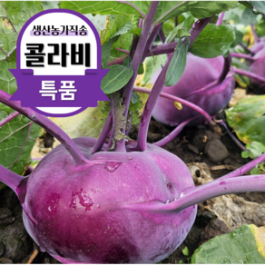 [현재스토어]제주 콜라비 특품 영양가득 달콤아삭 농장직송, 콜라비 로얄과(10kg), 1박스