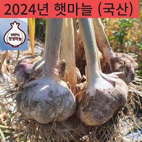 24년 국산 창녕 햇마늘 직접재배 산지직송 통마늘 저장 장아찌 마늘 상크기 3kg 5kg 10kg, 상3kg, 1개