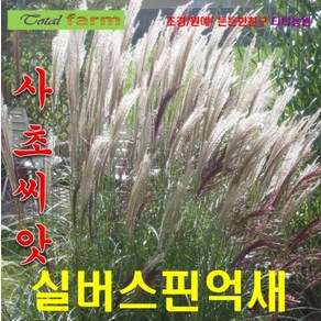 사초씨앗 실버스핀억새 50립, 1개