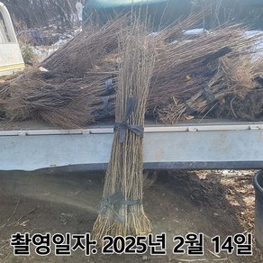 착한가격 나무생각 / 꾸지뽕나무 / 실생2년 / 1등묘, 1개