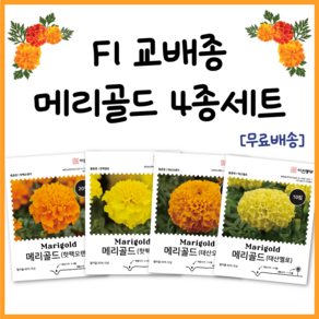 F1 교배종 메리골드 씨앗 4종세트 마리골드 종자 씨 꽃씨 몰 식용꽃, 1개