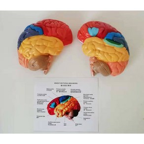 뇌모형 해부 조립 모델 머리 모형 해부학 교육 뇌 두개골, 좌뇌에 받침대가 없다