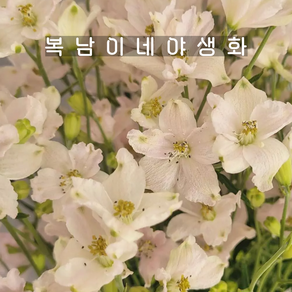 델피늄 슈가핑크[2개 복남이네야생화 모종 스프레이 델피니움 락스퍼 delphinium], 2개