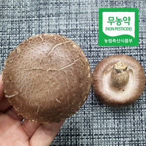 국산 무농약 GAP인증 생표고버섯, 하품, 1개, 500g