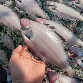 제철 반건조 가자미 손질 기름 말린 물가자미 구이 조림, 01_반건조가자미10~15마리(500g), 1개