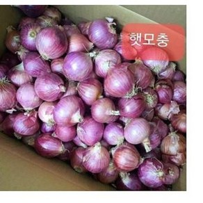 샬롯 미니양파 작은양파 중국산 shallot 모충 500g 1kg, 1개