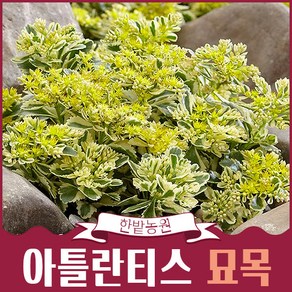 세덤 아틀란티스 묘목 포트묘 화분묘 노지월동 화초 첼시플라워쇼 원예 국민식물, 9cm 포트묘, 1개