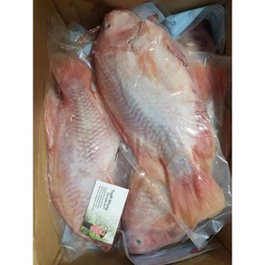 냉동 생선/ 레드 틸라피아/ RED THILAPIA/ CA DIEU HONG 600g 내외 1마리