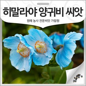 히말라야 양귀비 씨앗 푸른 양귀비씨 종자 꽃씨 20알