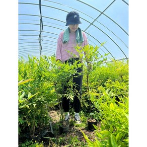 남천나무 80cm ~ 1m (5주1묶음) 묘목 공기정화 식물 거실화분