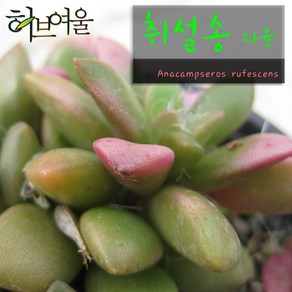 허브여울다육 취설송 지름 9cm 소품화분, 3개