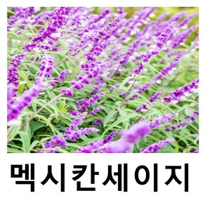 멕시칸세이지 야생화 8치화분, 1개