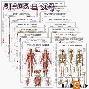 CM Pime USA 인체해부도 차트 병원액자 69X45cm 해부학차트20종, DMC-11, 액자없음