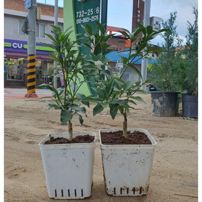 향수묘목농원 귤나무2년생 금귤 (낑깡)2년생